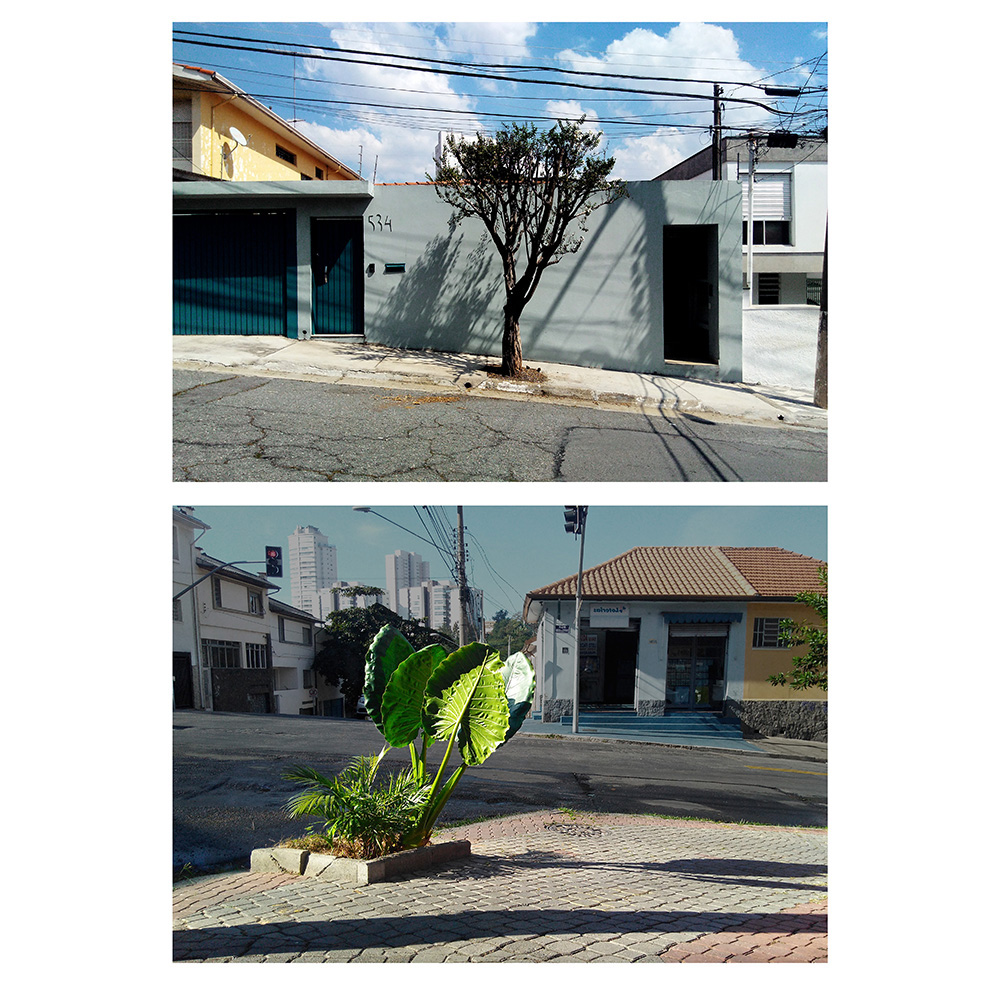 plantas guiará e alto de pinheiros.jpg